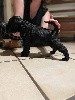  - Chiot Kerry Blue Terrier disponible