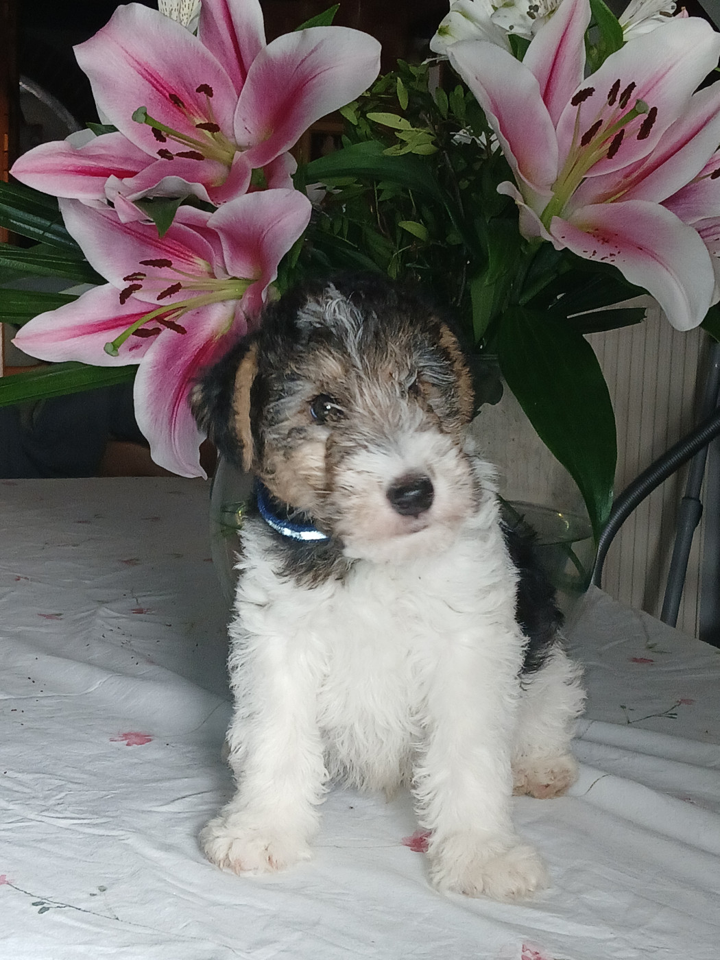 Chiot fox terrier