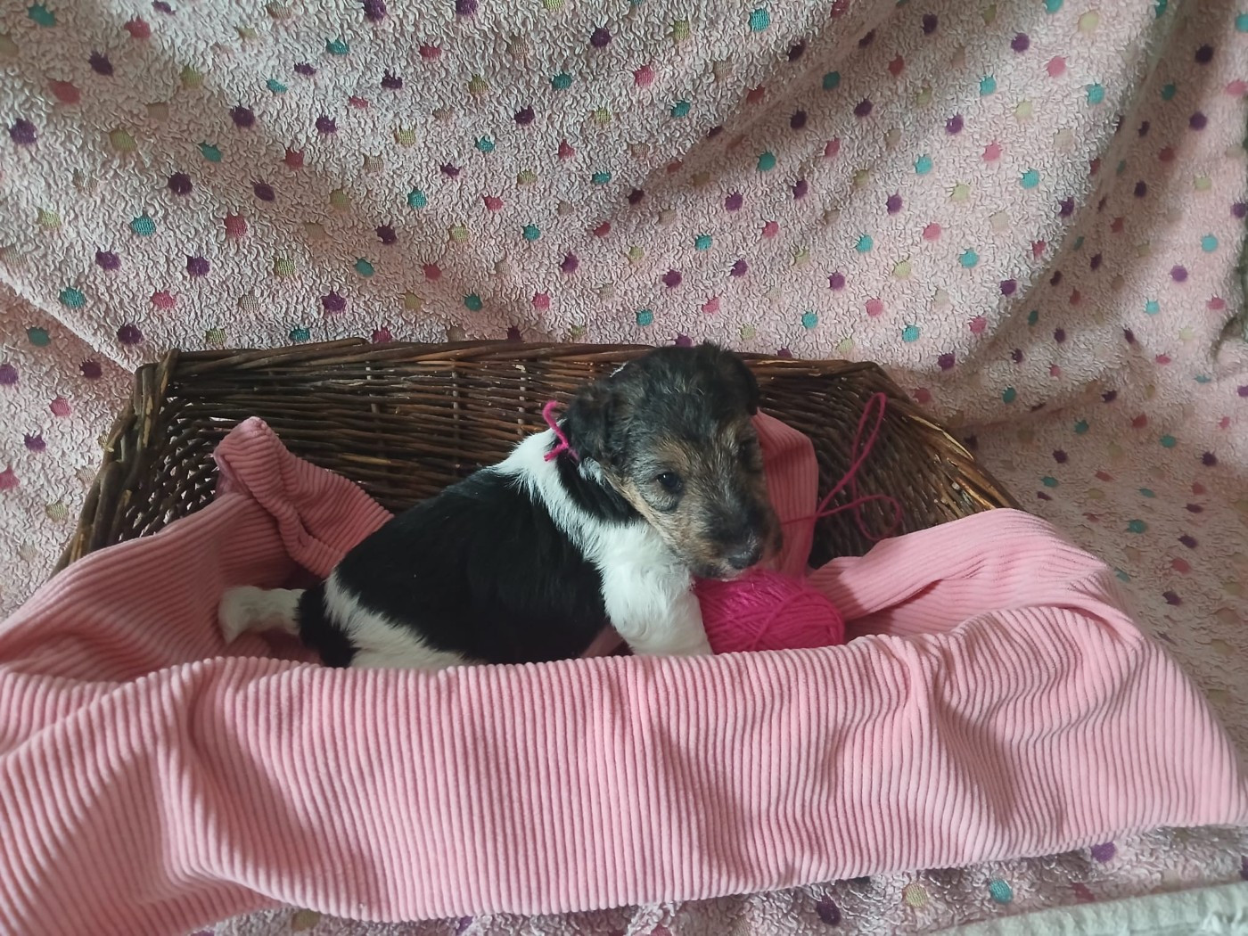 Blue Celtics - Chiots disponibles - Fox Terrier Poil Dur