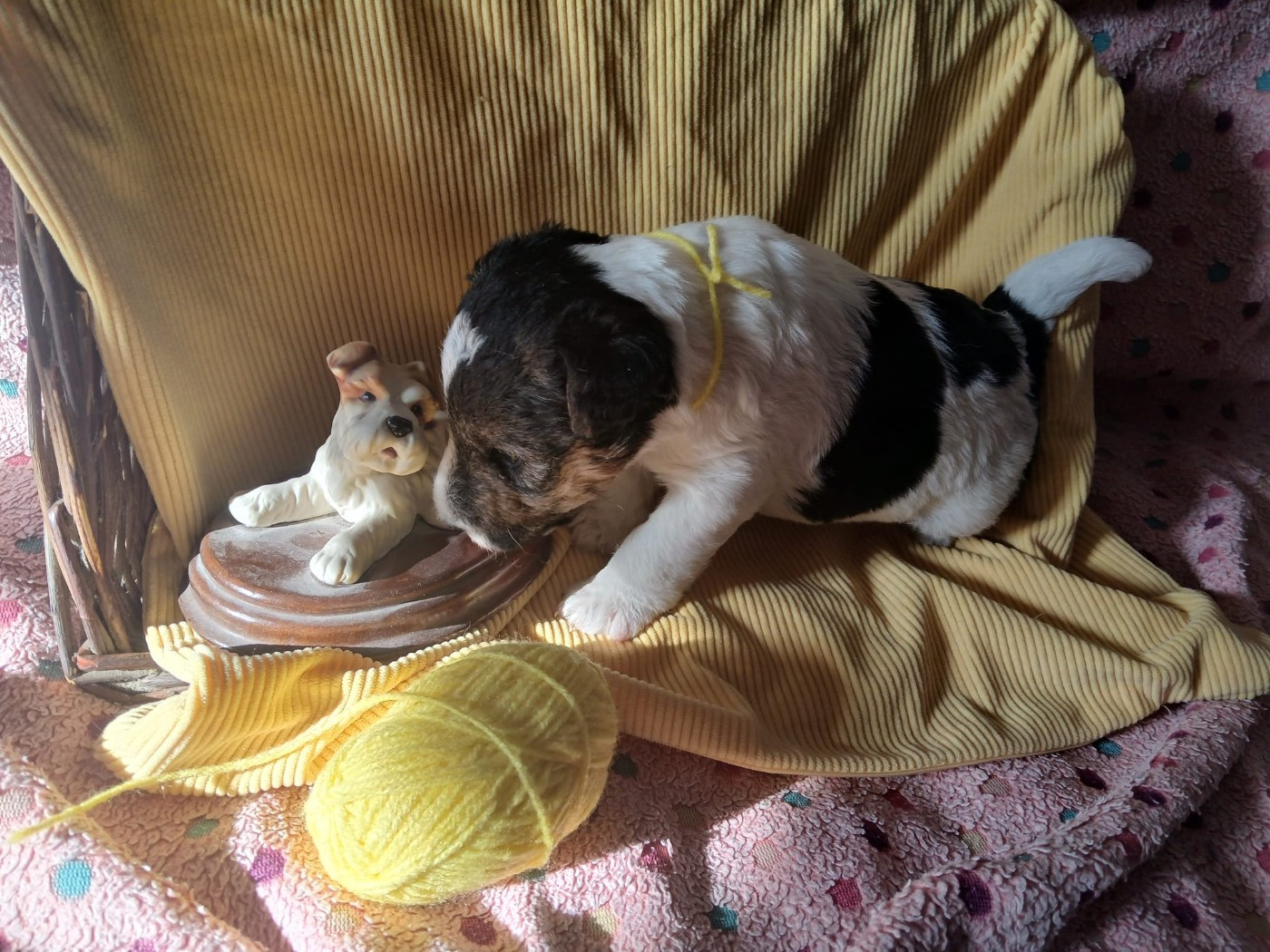 Blue Celtics - Chiots disponibles - Fox Terrier Poil Dur