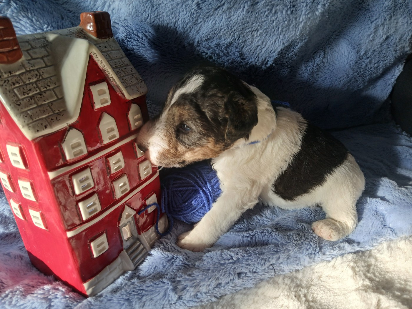 Blue Celtics - Chiots disponibles - Fox Terrier Poil Dur