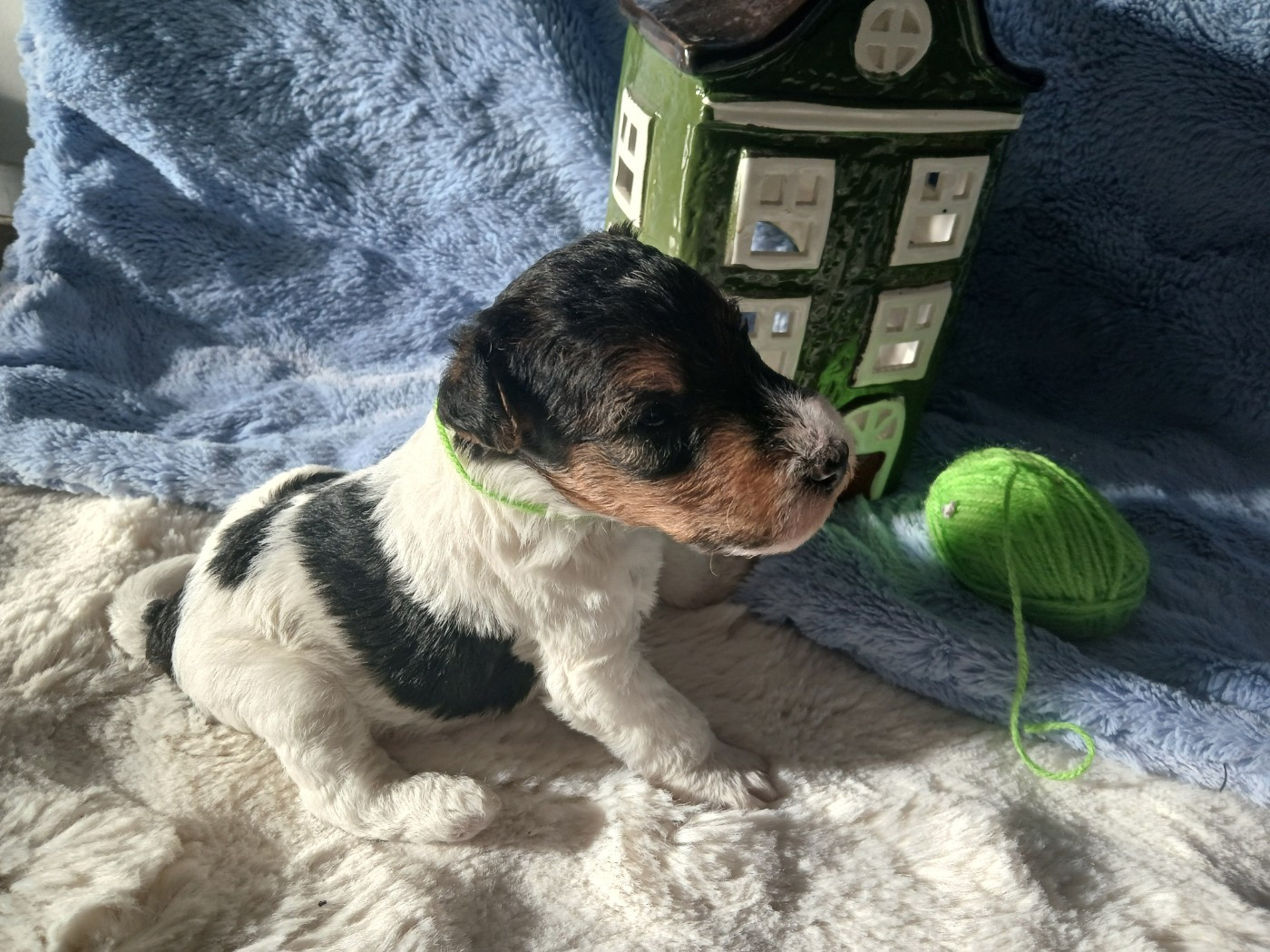 Blue Celtics - Chiots disponibles - Fox Terrier Poil Dur